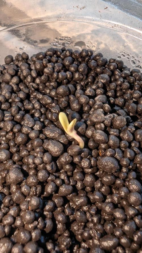Jack herer Autoflower. Week 0 - day two germination 