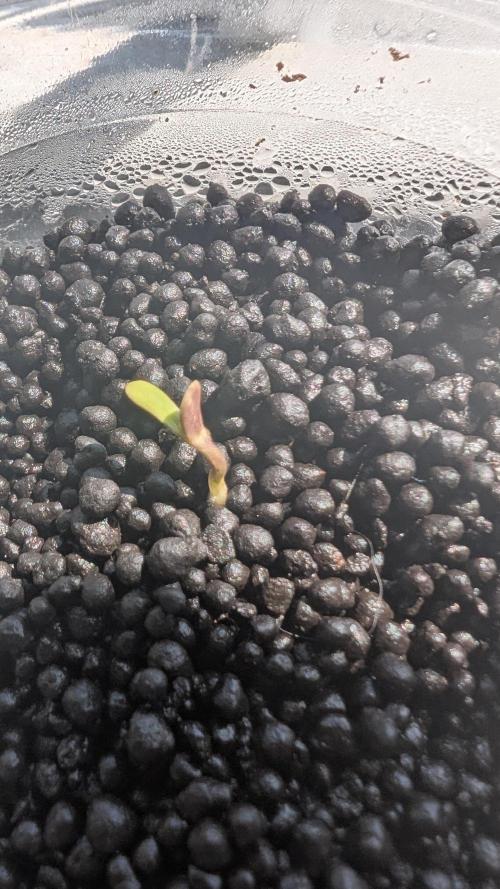 Jack herer Autoflower. Week 0 - day two and a half germination
