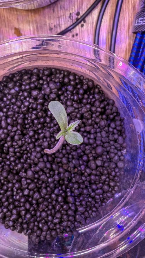 Jack herer Autoflower. Week 0 - Cotyledons🙂