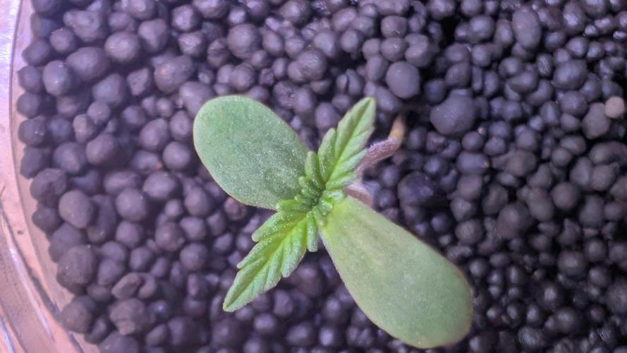 Jack herer Autoflower. Week 1 - week one veg for the Royal Jack Auto