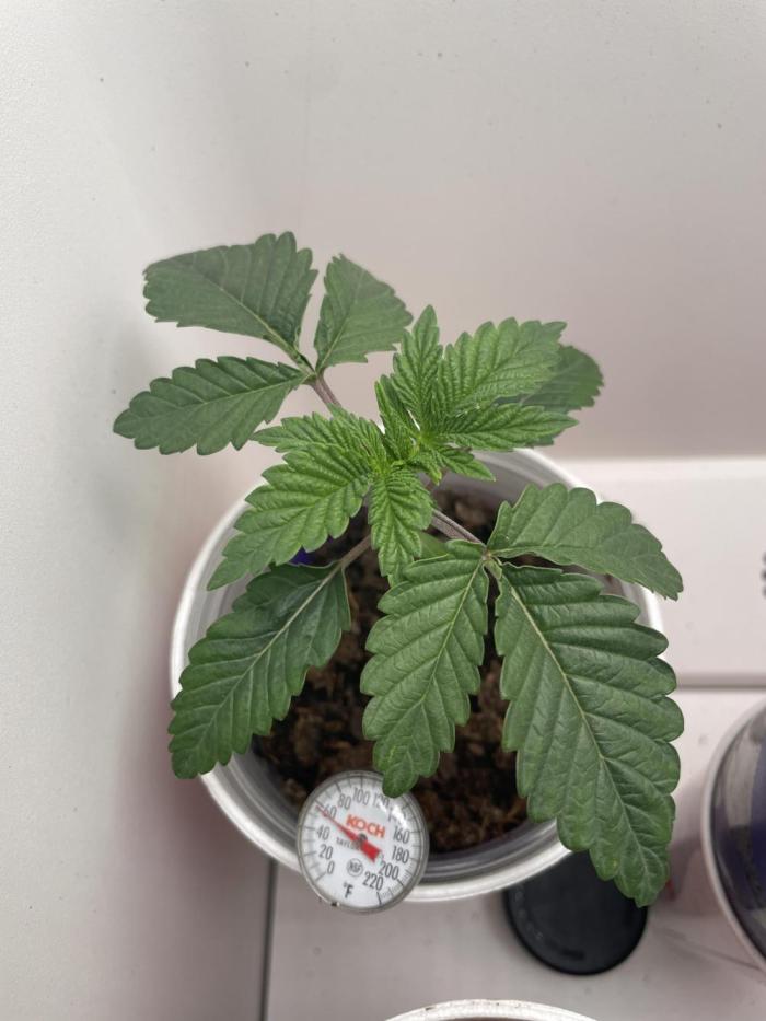Sour Diesel. Week 1 - Growing well 