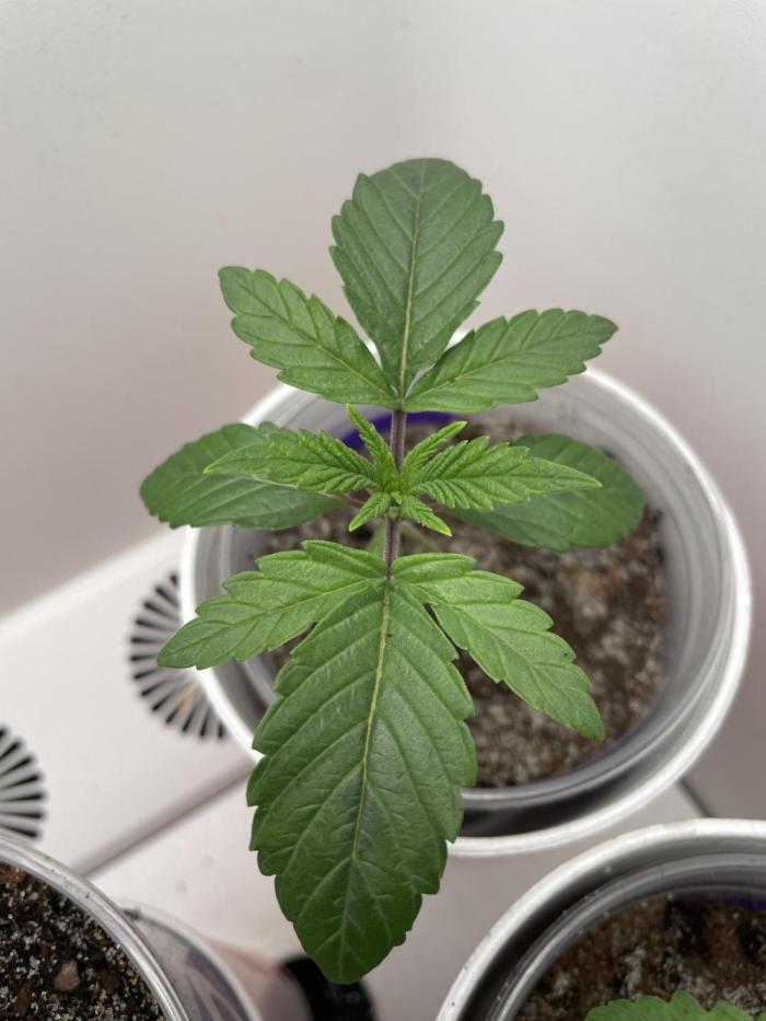 White Widow. Week 1