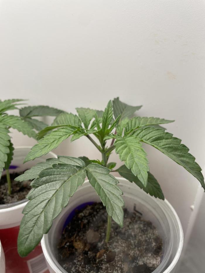 White Widow. Week 2 - What a beautiful plant. 