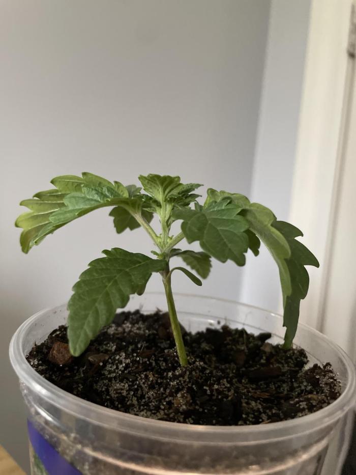 Super Silver Haze. Week 2
