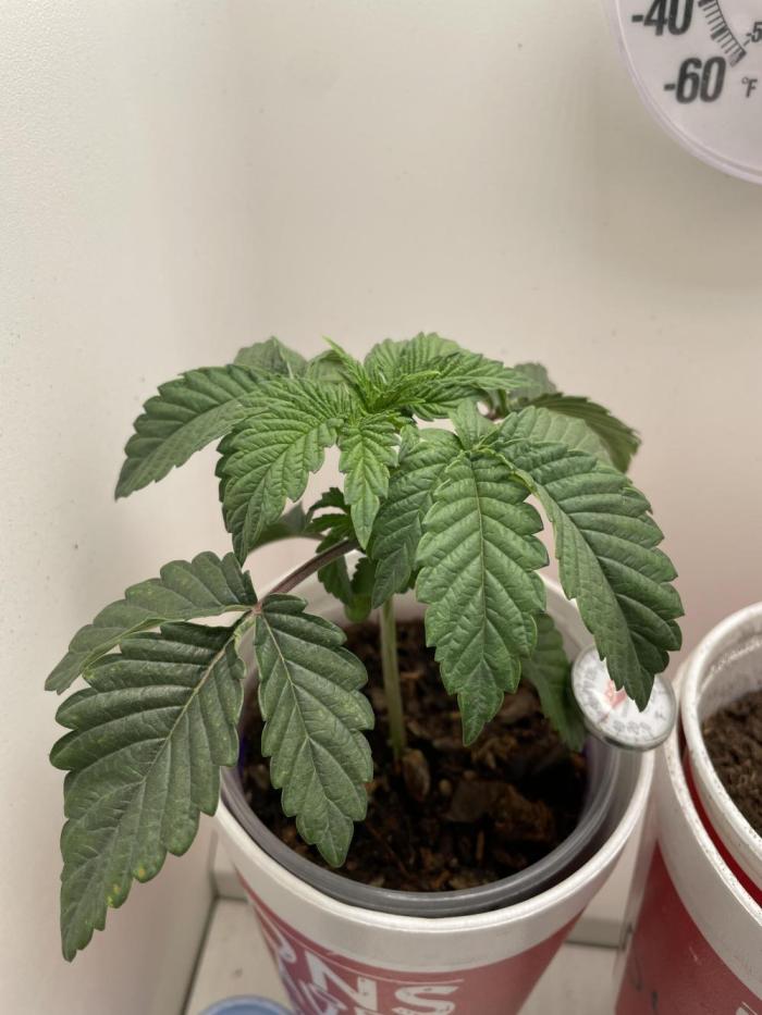 Sour Diesel. Week 2
