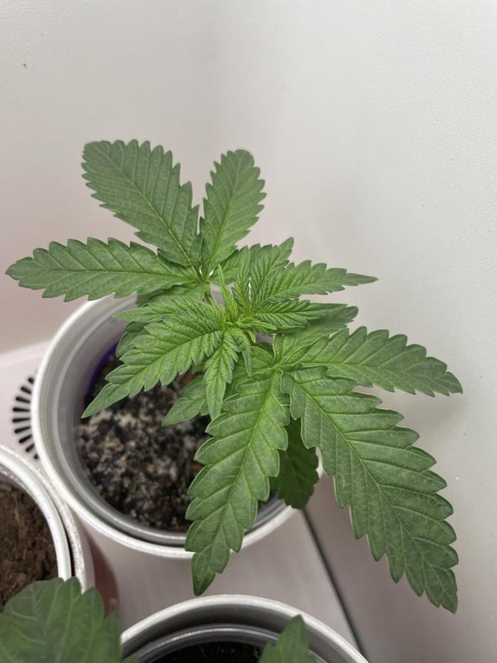 Northern Lights. Week 2 - Northern Lights is a favorite of many and mine. lol 😂 