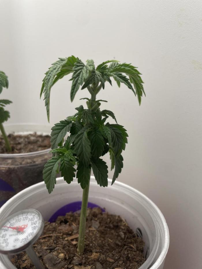 Sour Diesel. Week 3 - Low stress training before sex discovery. 