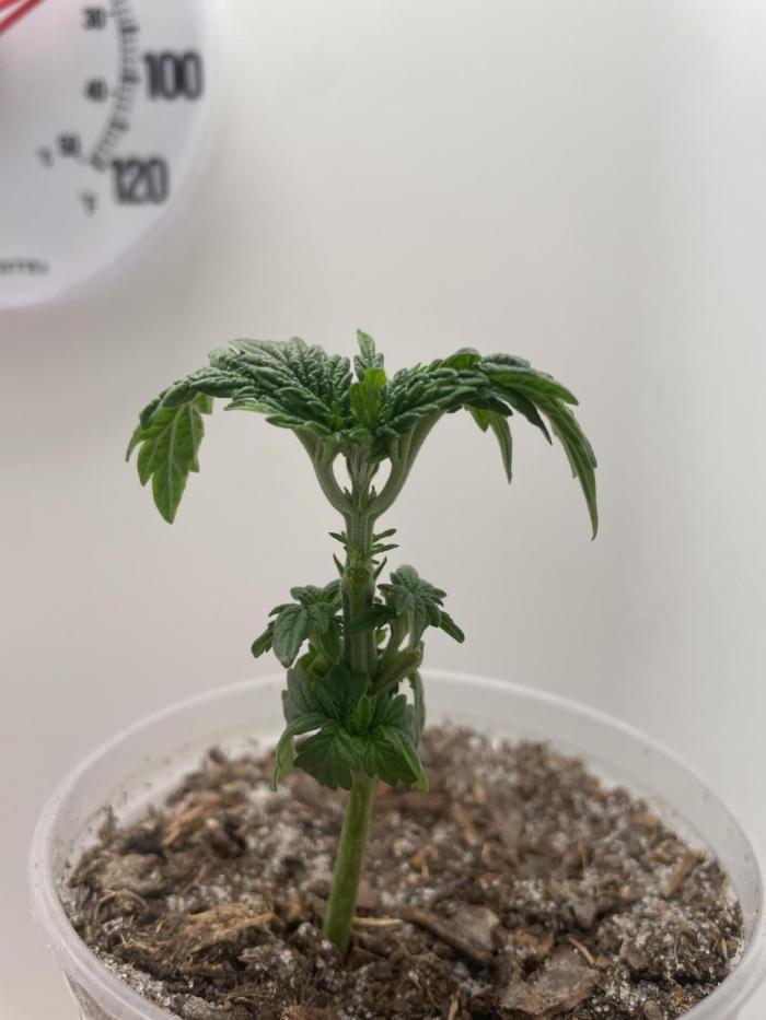 Super Silver Haze. Week 3 - I did some trimming can you tell. 