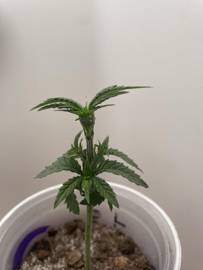 White Widow. Week 3 - Trimmed up a bit can you tell? 