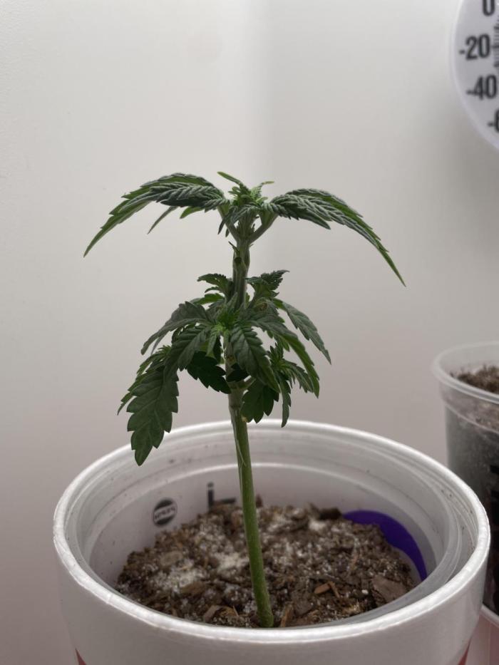 Northern Lights. Week 3 - Trimmed up a bit 