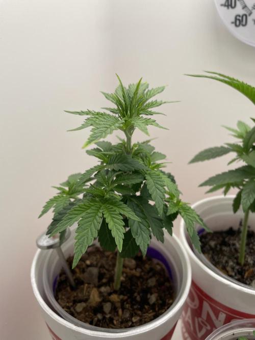 Sour Diesel . Week 4