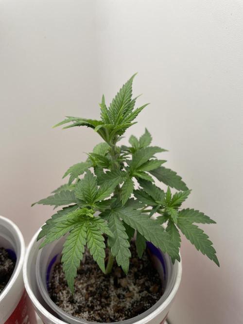 Northern Lights. Week 4