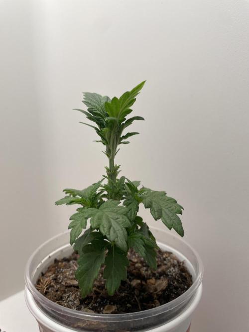 Super Silver Haze. Week 4