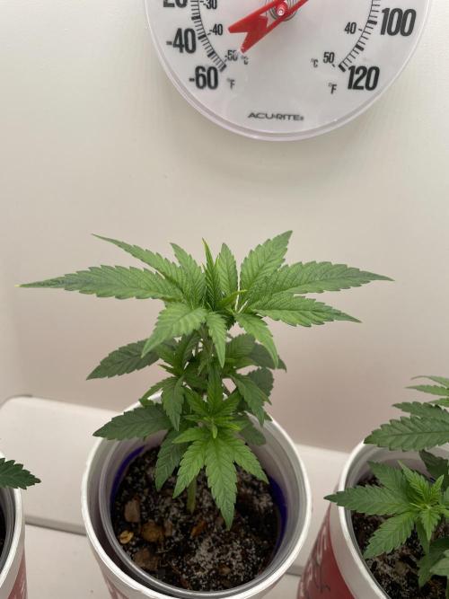 White Widow. Week 4