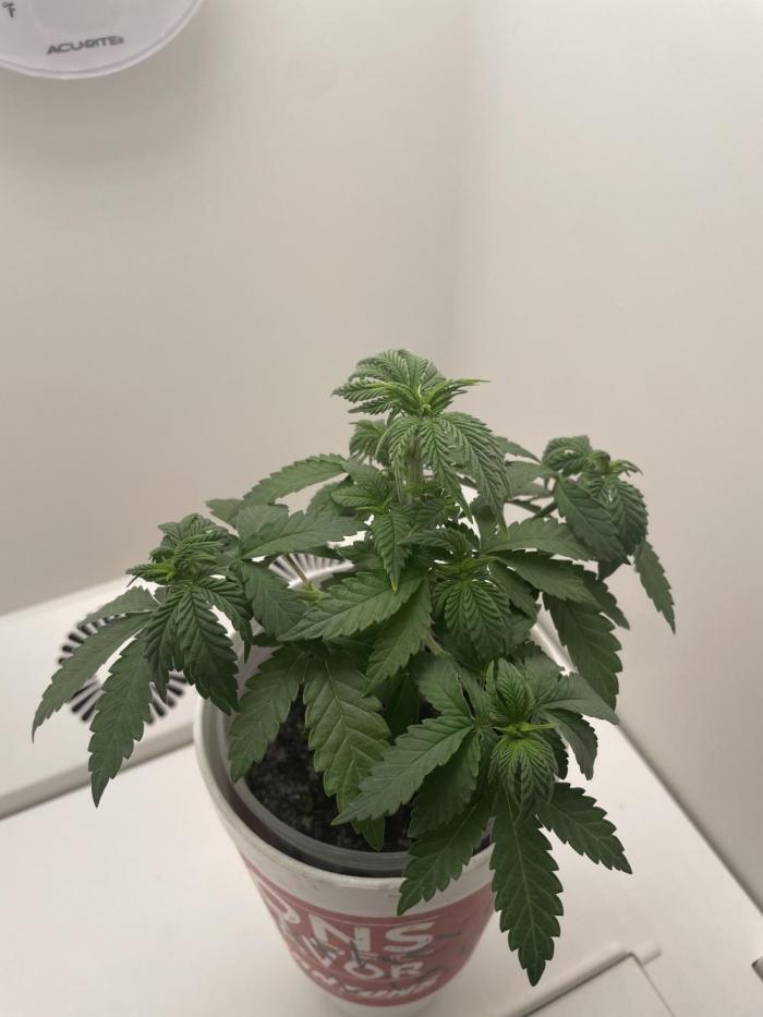 Northern Lights. Week 5 - Looking good 👍 