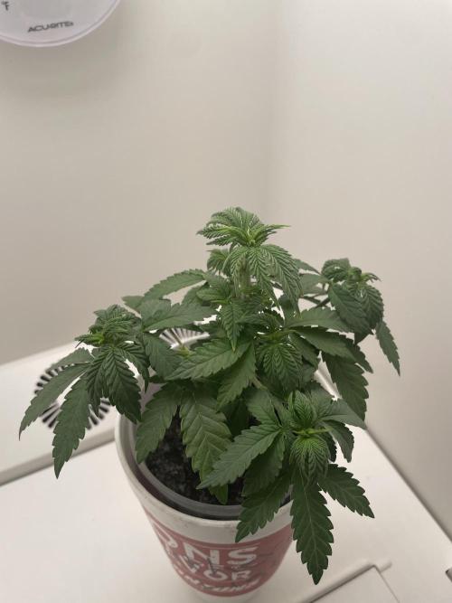 Northern Lights. Week 5