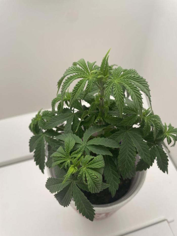 Sour Diesel. Week 5
