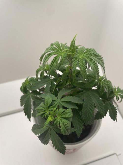 Sour Diesel . Week 5