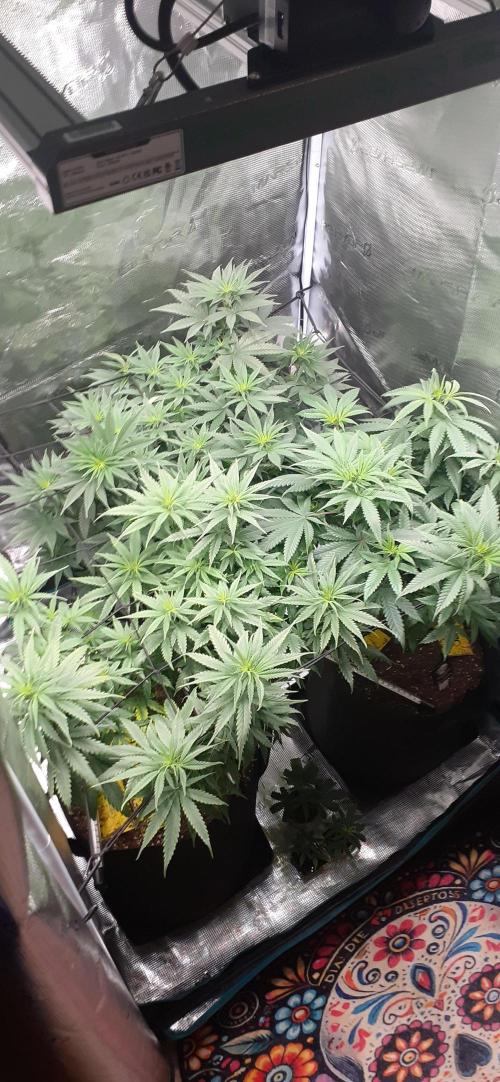 DeLorean. Week 1