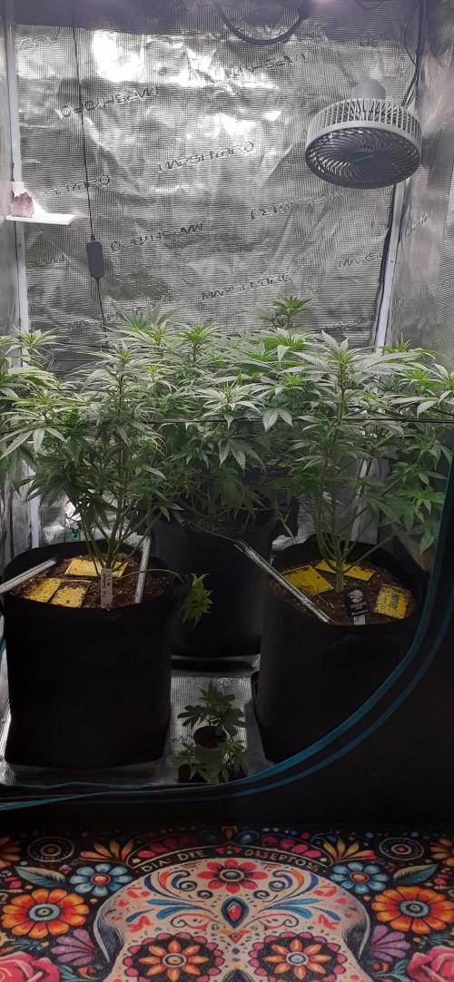 DeLorean. Week 1