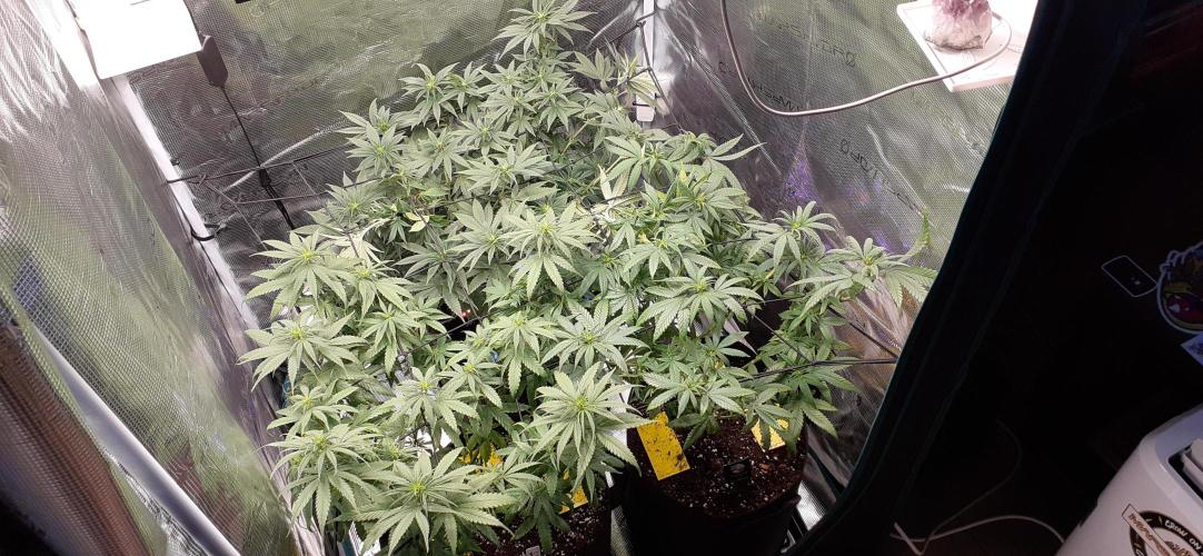 DeLorean. Week 2
