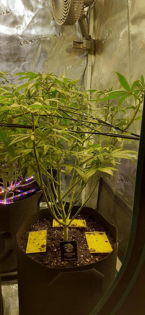 DeLorean. Week 2
