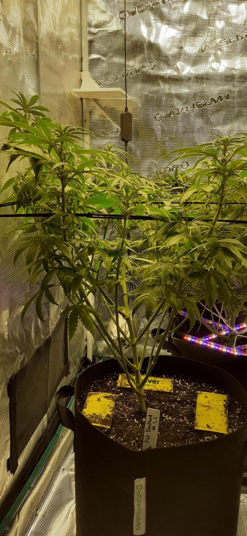 DeLorean. Week 2