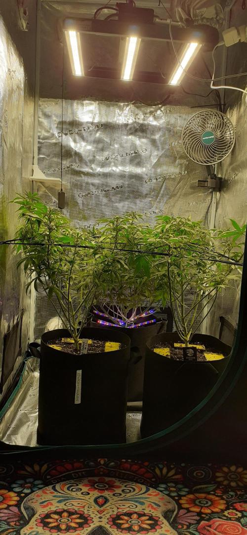 DeLorean. Week 2