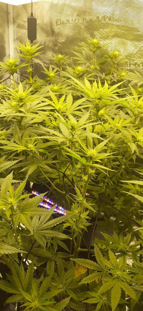 DeLorean. Week 3