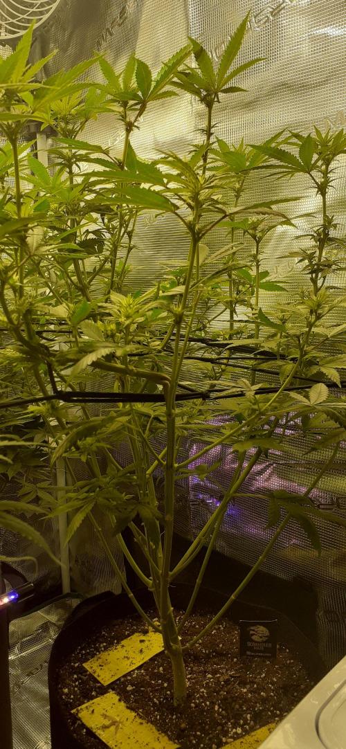 DeLorean. Week 3