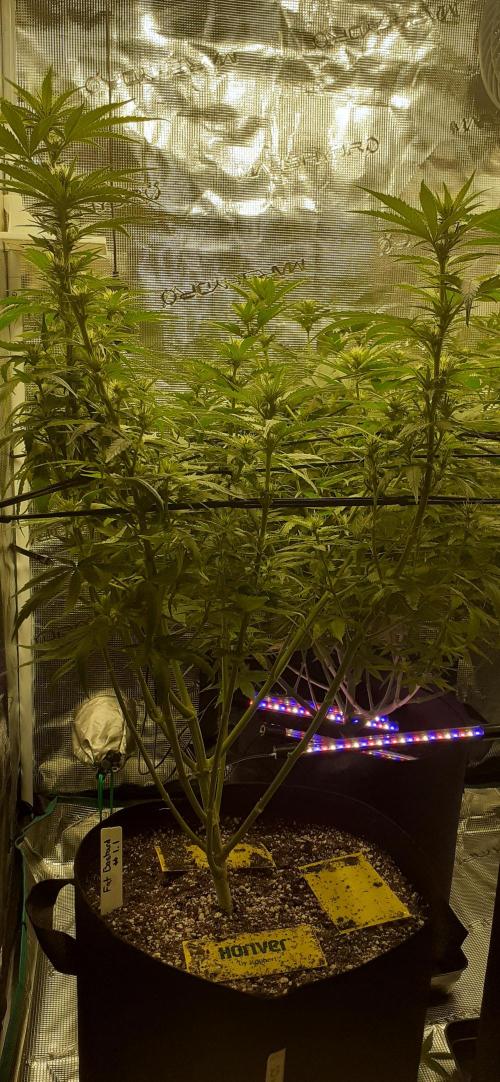 DeLorean. Week 3