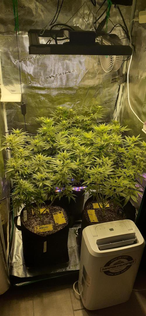 DeLorean. Week 3
