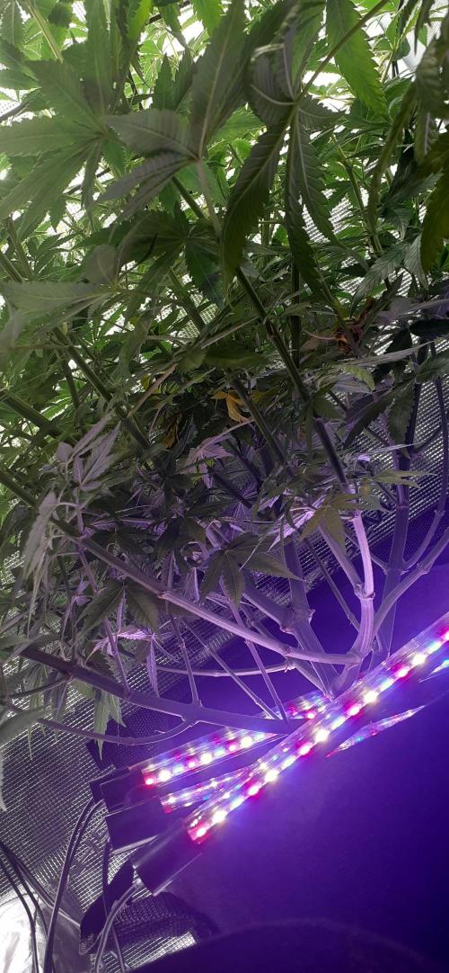 DeLorean. Week 3