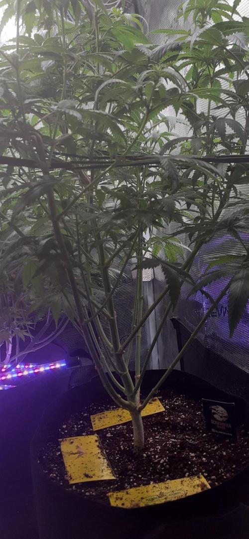 DeLorean. Week 3