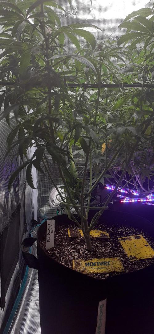 DeLorean. Week 3
