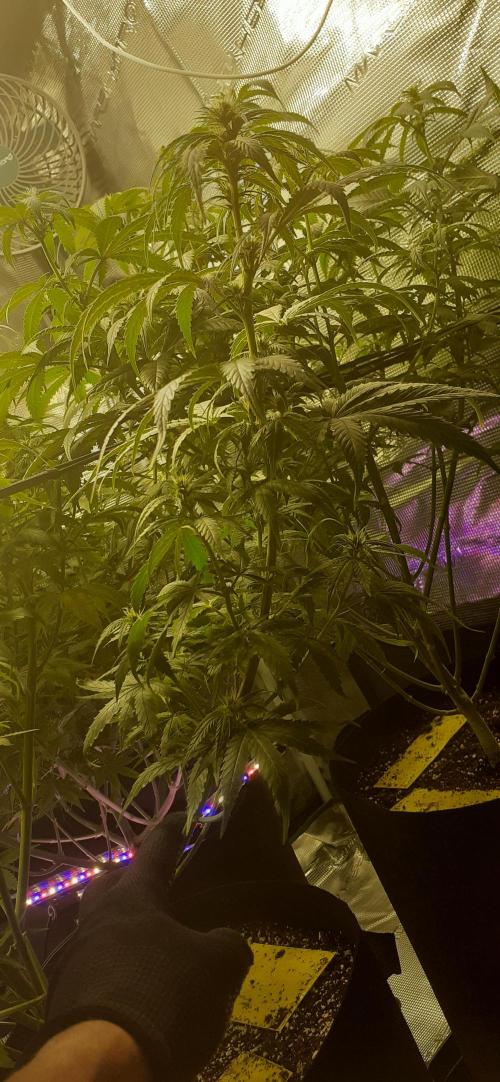 DeLorean. Week 3