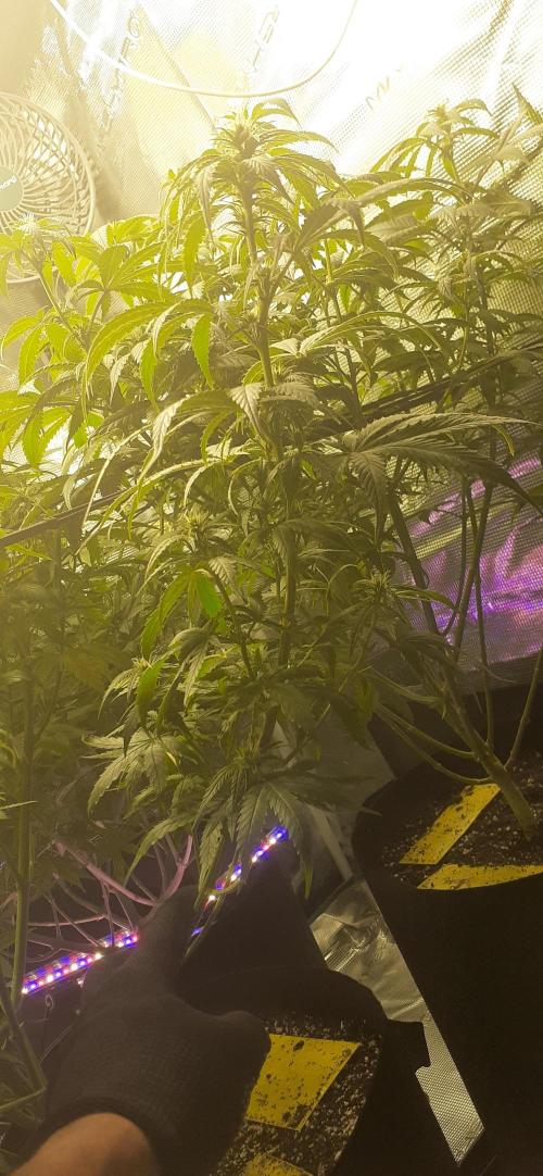 DeLorean. Week 3