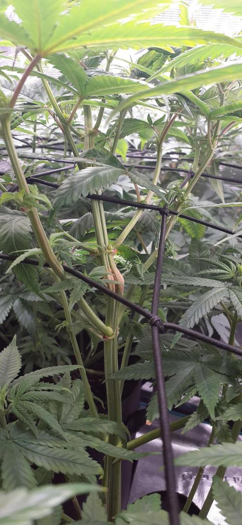 DeLorean. Week 3
