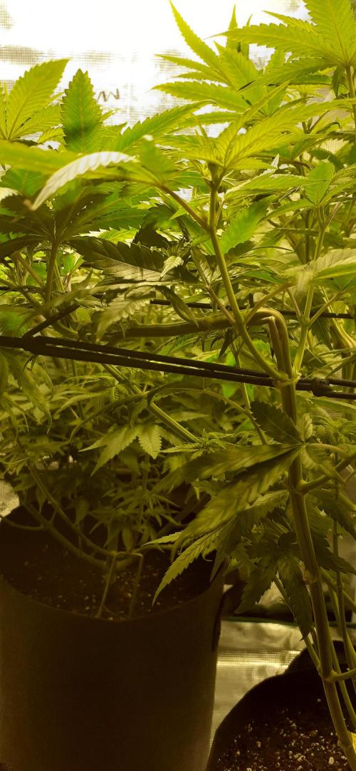 DeLorean. Week 3