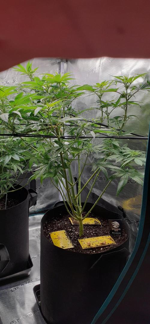 DeLorean. Week 3