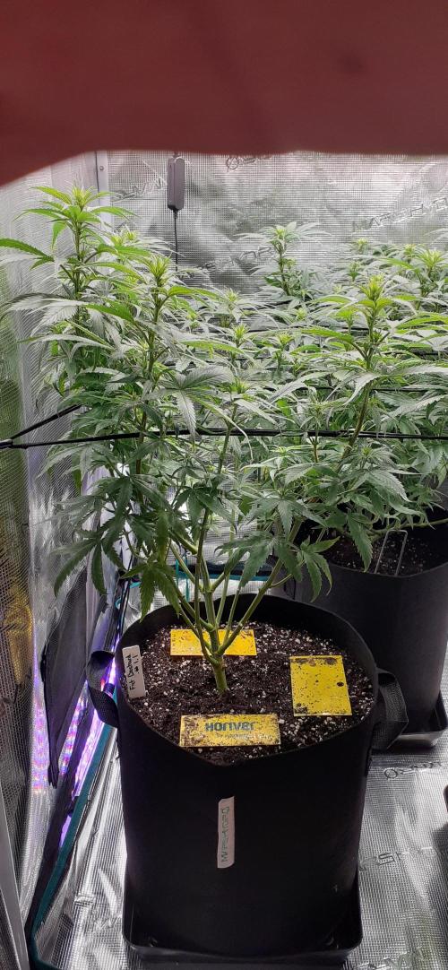 DeLorean. Week 3