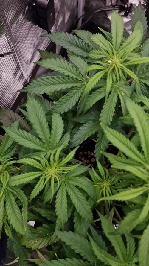 Cinderella Jack (auto)