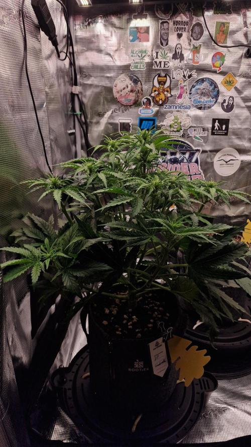 Auto Cinderella Jack. Week 7