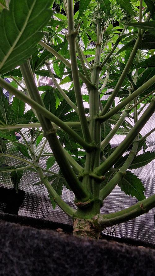 Auto Cinderella Jack. Week 8