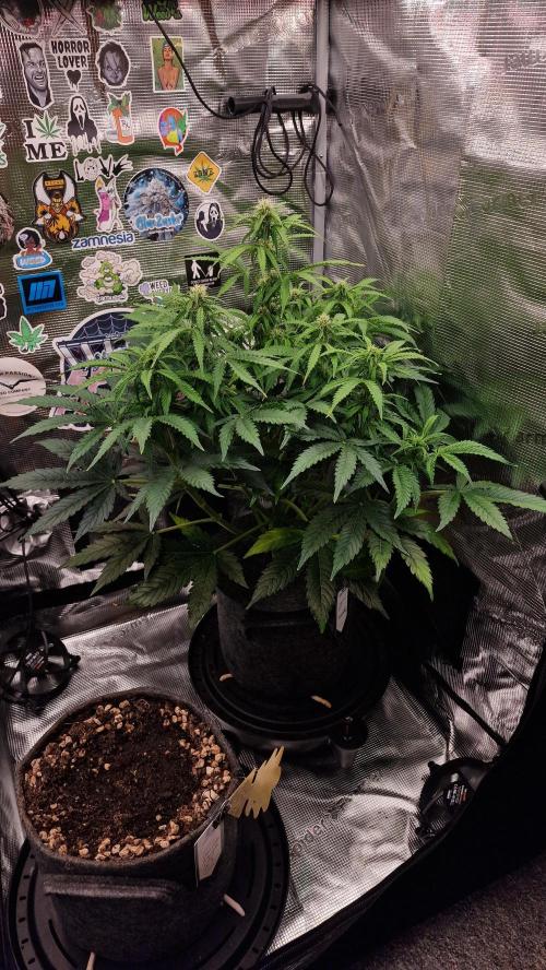Auto Cinderella Jack. Week 8
