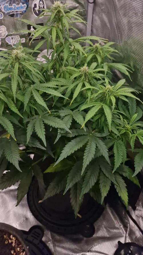 Cinderella Jack (auto)
