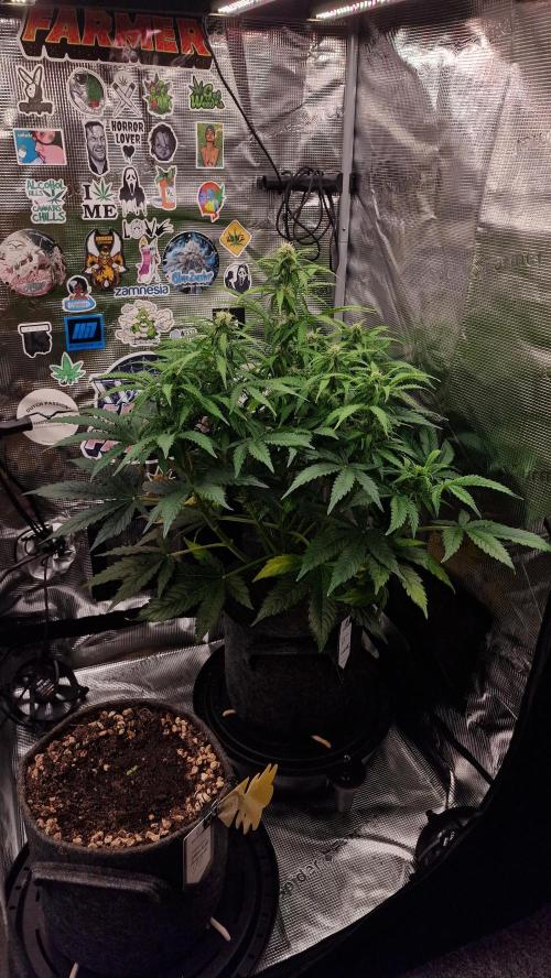Auto Cinderella Jack. Week 8