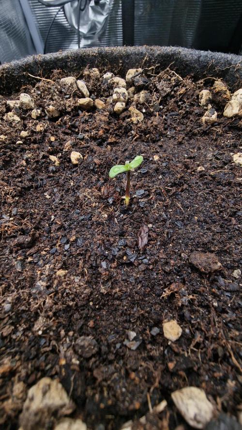 Stress Killer Automatic CBD. Week 0