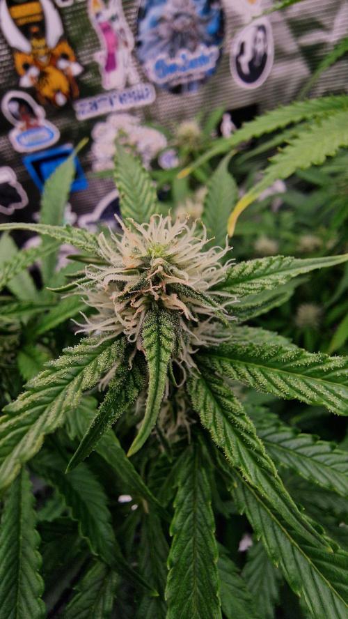 Auto Cinderella Jack. Week 9