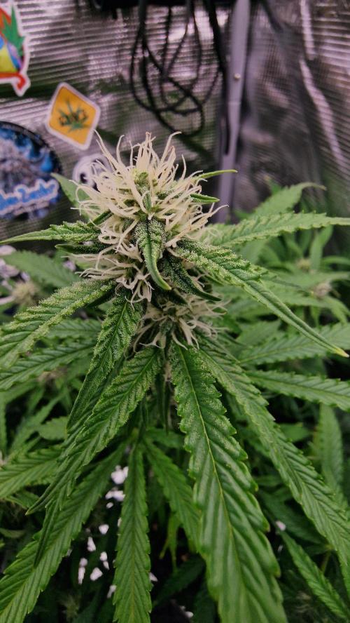 Auto Cinderella Jack. Week 9